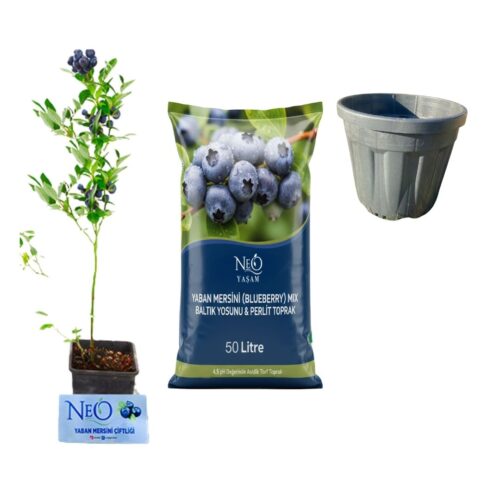 Yaban Mersini Fidanı Set (Meyve Garantili)